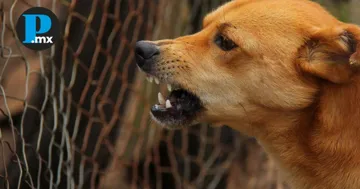 La recomendación oficial ante mordeduras de cualquier tipo de animal es acudir a una unidad médica para recibir atención