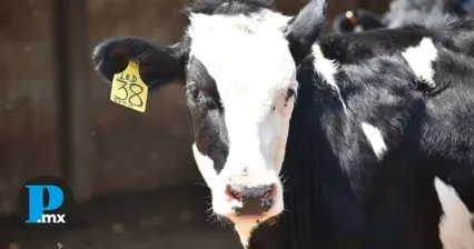 Gusano barrenador llega a Puebla: Detectan 4 casos en la Sierra Negra