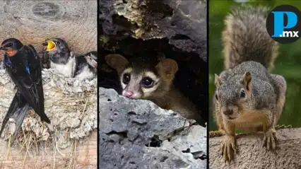 Algunas de estas especies son originarias de los ecosistemas donde hoy se levantan las ciudades