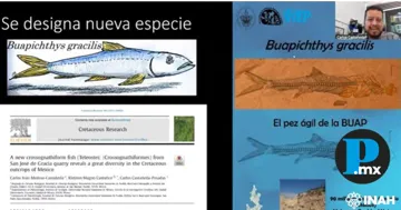 El hallazgo fue presentado en el Seminario de Estudios Paleontológicos del Consejo de Paleontología del INAH