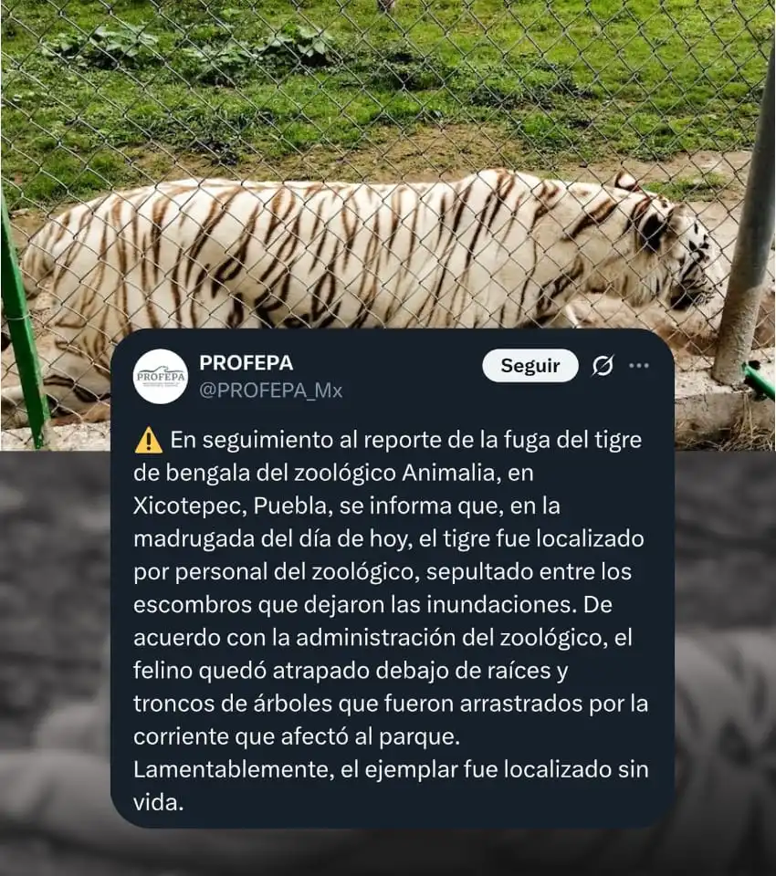Profepa confirma que el ejemplar fue hallado sin vida