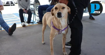 Las mascotas también reciben ayuda; Huauchinango abre refugio para lomitos