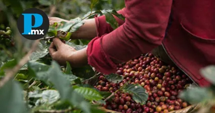 Lluvias dejan estragos en el campo poblano; café cereza, el más afectado