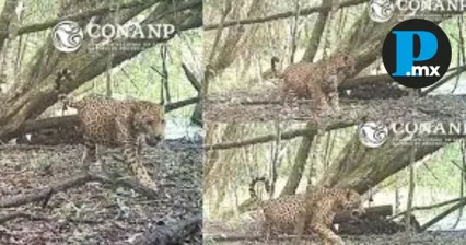 Una jaguar preñada fue registrada en la Reserva Balam Kú, señal de que el hábitat sigue siendo fértil para su conservación.