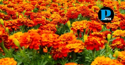 Puebla encabeza producción de cempasúchil a nivel nacional