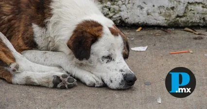 El hombre tenía un refugio clandestino con 15 perros mestizos en condiciones deplorables