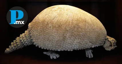 Encuentran armadillo prehistórico en Acatzingo; INAH rescatará el fósil