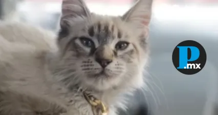 Piden ayuda para localizar a Zafiro, el gato que viajaba en la ruta JVS