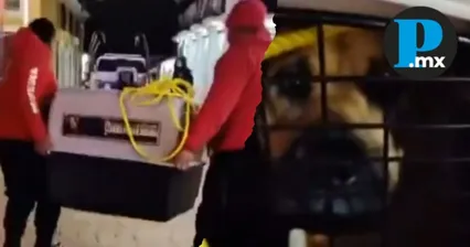 Maltrato en Chignahuapan, activistas denuncian campaña contra animales callejeros