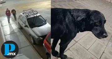 Buscan a “Camilo”, perrito que fue robado junto a un auto en el municipio de Tehuacán