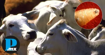 Las autoridades pidieron a los dueños de animales estar atentos y colaborar en las revisiones 