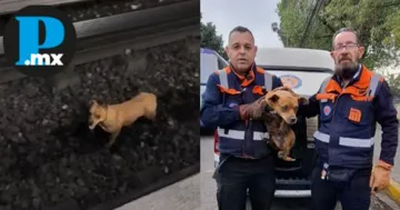 Perrito en Vías: Rescatan a lomito en Línea 2 del Metro en CDMX