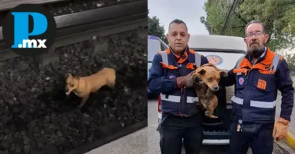 Perrito en Vías: Rescatan a lomito en Línea 2 del Metro en CDMX
