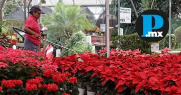 Puebla prevé derrama de 80 millones por venta de nochebuena