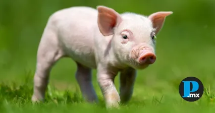 Cancelan “cerdito encebado” en Venustiano Carranza tras denuncia por maltrato