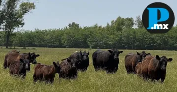 Productores ganaderos deberá de tramitar el Certificado Zoosanitario de Movilización para transportar animales dentro del país.