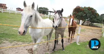 Cuacolandia es el santuario para caballos fundados por la activista Elena Larrea