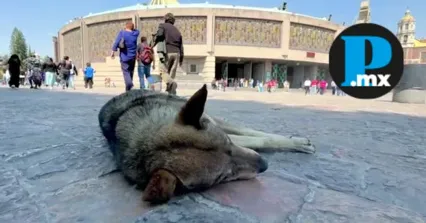 Ciudad de México organiza operativo especial para perros durante las celebraciones guadalupanas