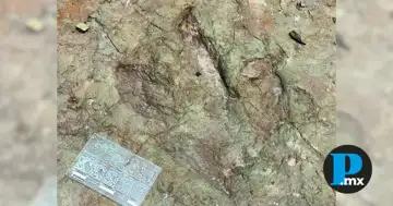 Descubren huellas de dinosaurios herbívoros y carnívoros en Tehuacán y Atexcal