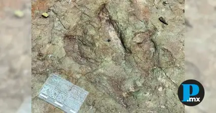 Descubren huellas de dinosaurios herb&iacute;voros y carn&iacute;voros en Tehuac&aacute;n y Atexcal