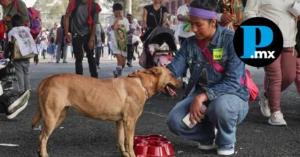 &iquest;Cu&aacute;ntos perritos peregrinos fueron rescatados tras las celebraciones guadalupanas?