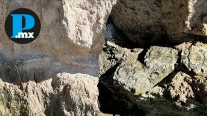 F&oacute;siles de megafauna rescatados en Acatzingo permanecen bajo resguardo del INAH.