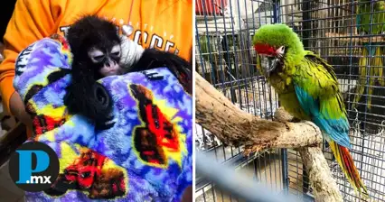 Profepa asegura monos ara&ntilde;a y aves protegidas en Guadalajara