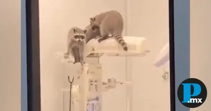 Mapaches ingresan a quir&oacute;fanos del Hospital Regional del ISSSTE en Acapulco