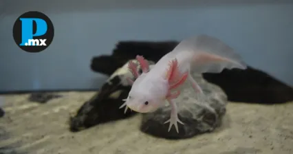 Venden ajolotes en peligro de extinci&oacute;n en el Mercado Hidalgo