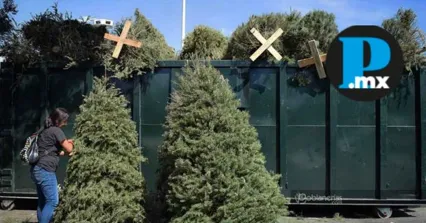 &iquest;D&oacute;nde puedes reciclar tu &aacute;rbol de navidad natural en Puebla?