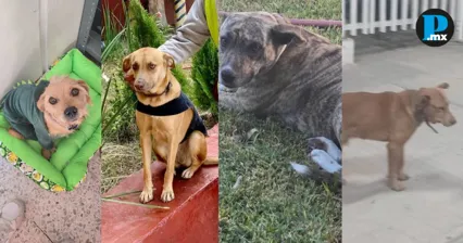 TAC difunde video de destrucci&oacute;n de &aacute;rea de resguardo de perros de CBTIS de Tehuac&aacute;n