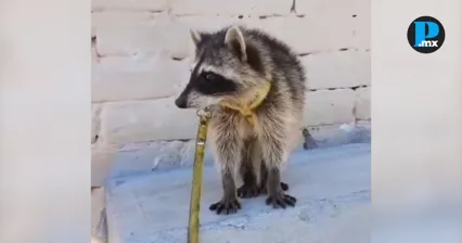 Piden a Profepa investigar presunta venta de mapache en Tehuac&aacute;n