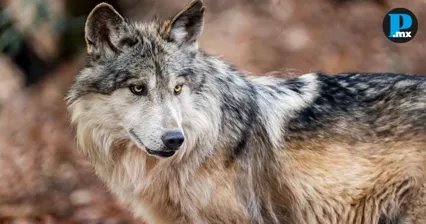 Lobos mexicanos en peligro cr&iacute;tico son reubicados en Coahuila, checa por qu&eacute;