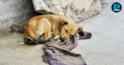 Capacidad insuficiente frena denuncias por maltrato animal en Puebla.