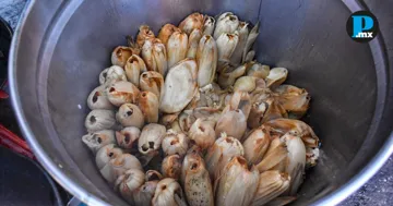 Hasta 5 mil tamales para el D&iacute;a de la Candelar&iacute;a: Tamaleros multiplican producci&oacute;n por festividad