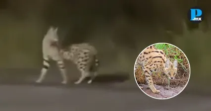 Capturan serval africano que deambulaba en Riviera Veracruzana