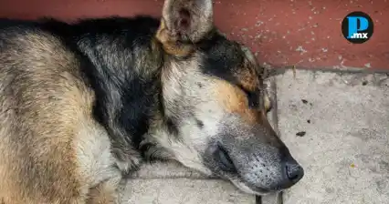  El maltrato animal el maltrato animal est&aacute; tipificado como delitos en el C&oacute;digo Penal de Puebla 