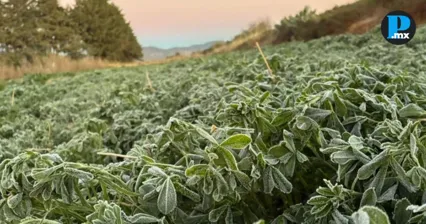  Productores y habitantes reportaron heladas visibles en varios municipios