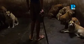 El OCPA advirti&oacute; que la crueldad hacia animales puede ser un indicador temprano de violencia en el entorno familiar y comunitario.