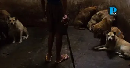 Maltrato animal relacionado directamente con violencia intrafamiliar y social: Especialistas