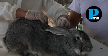 Detectan gusano barrenador en conejo y alertan por expansi&oacute;n a nuevas especies