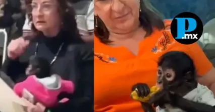 La regidora de Ocotl&aacute;n admiti&oacute; que fue un error interactuar con el ejemplar, Profepa contin&uacute;a con la investigaci&oacute;n. 