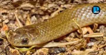 La BUAP particip&oacute; en el hallazgo de la serpiente subterr&aacute;nea Yakacoatl tlalli, una especie rara localizada en la cuenca del r&iacute;o Balsas.