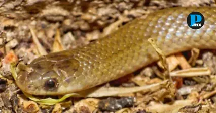 La BUAP particip&oacute; en el hallazgo de la serpiente subterr&aacute;nea Yakacoatl tlalli, una especie rara localizada en la cuenca del r&iacute;o Balsas.