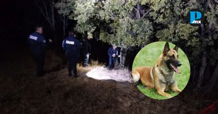 Pastor belga aparece colgado en Haras del Bosque; Fiscal&iacute;a abre investigaci&oacute;n por crueldad animal
