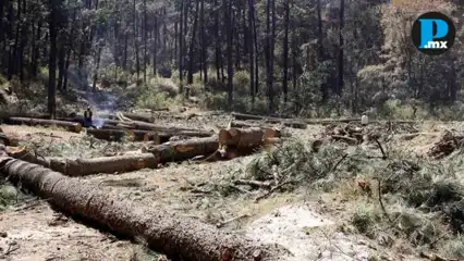 Organizaciones campesinas solicitan la implementaci&oacute;n de programas de reforestaci&oacute;n y alternativas econ&oacute;micas