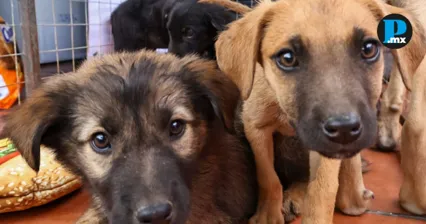 Amantes de los lomitos, atentos: llega el Dog-Nathon a Puebla