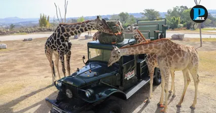 Africam Safari abre catorce vacantes de trabajo: as&iacute; puedes aplicar a ellas