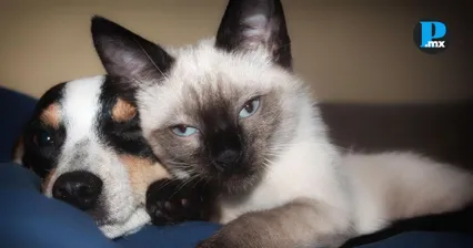 &iquest;Perdiste tu mascota en Puebla? Podr&iacute;as caer en una estafa sobre su rescate
