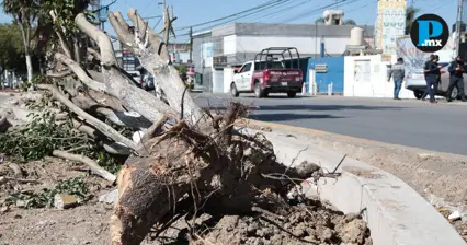  Sujetos encapuchados talan &aacute;rboles en Calzada Zaragoza